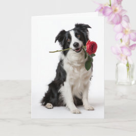 Border Collie Valentine – Toegewijde Hart Kaart