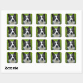 Border Collie Vierkante Sticker (Vel)