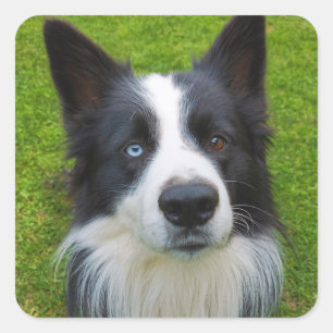 Border Collie Vierkante Sticker