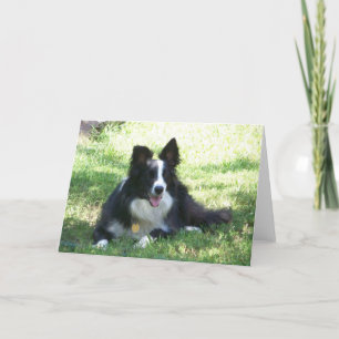 Border Collie Wenskaart Kaart