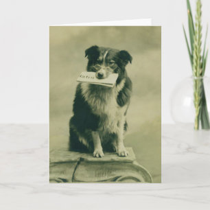  Border Collie Wenskaart Kaart
