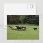 Border Collie werken Briefkaart (Voorkant / Achterkant)