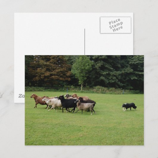 Border Collie werken Briefkaart (Voorkant / Achterkant)