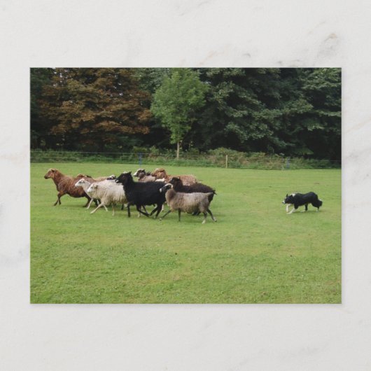 Border Collie werken Briefkaart (Voorkant)