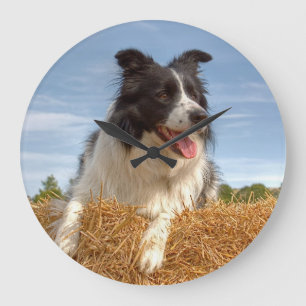 Border Collie Working Dog Grote Klok