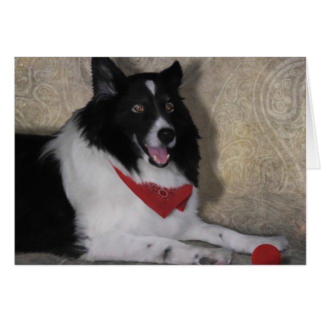Border Collie "Wylie" (Voorkant Horizontaal)