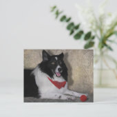 Border Collie "Wylie" Briefkaart (Staand voorkant)