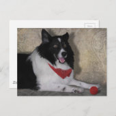 Border Collie "Wylie" Briefkaart (Voorkant / Achterkant)
