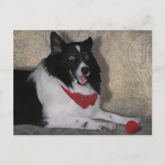 Border Collie "Wylie" Briefkaart (Voorkant)