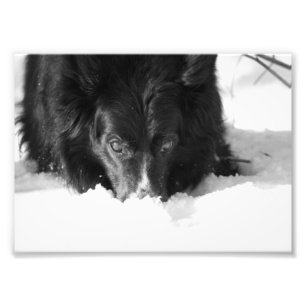 Border Collie Zwart-wit Foto Afdruk