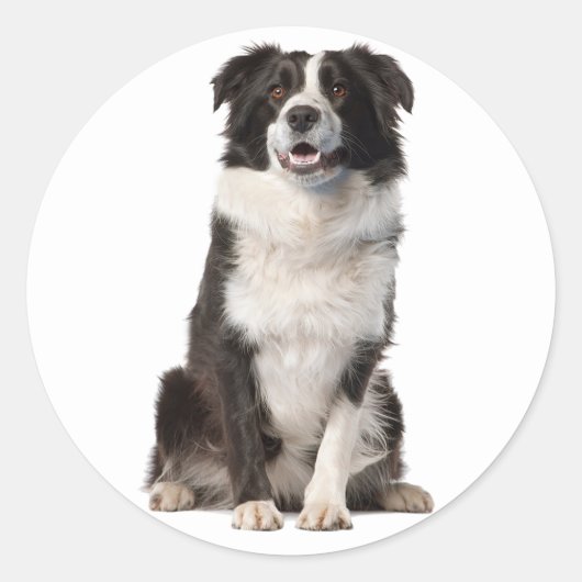 BORDER COLLIE ZWART-WIT PUPPY HOND RONDE STICKER (Voorkant)