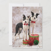 Border Collies Feestdagenkaart (Voorkant)