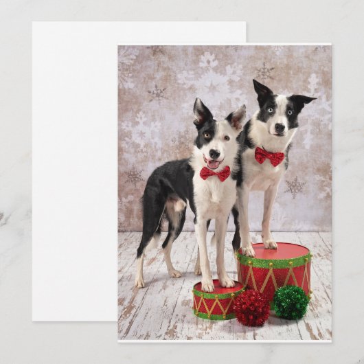 Border Collies Feestdagenkaart (Voorkant / Achterkant)