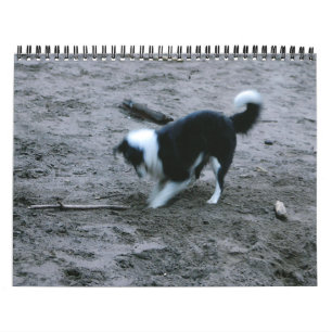 Border Collies Galore Kalender