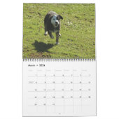 Border Collies Galore Kalender (Mar 2026)