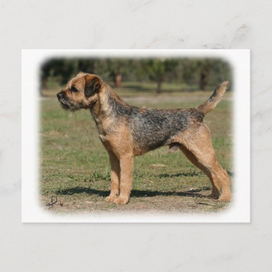Border Terrier 9Y325D-033 Briefkaart (Voorkant)