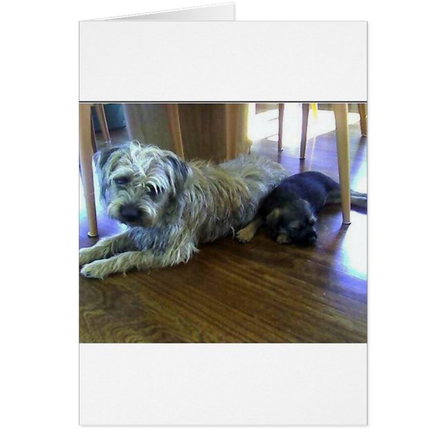 Border_Terrier_broers2.png (Voorkant)