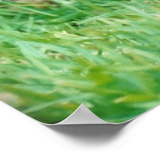 Border Terrier Poster (Hoek)