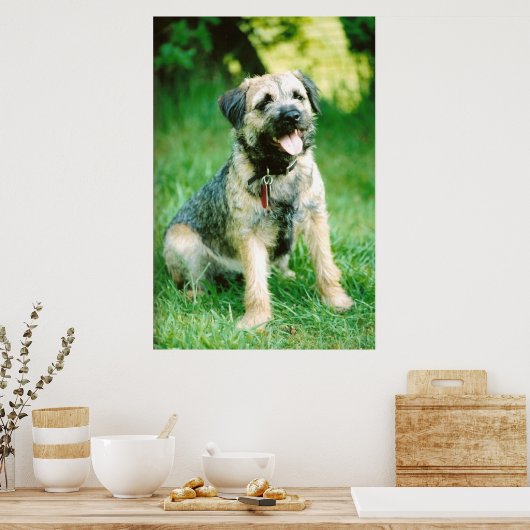 Border Terrier Poster (Keuken)