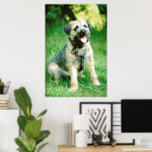 Border Terrier Poster (Thuiskantoor)