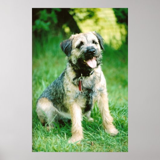 Border Terrier Poster (Voorkant)