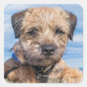 Border Terrier Sticker (Voorkant)
