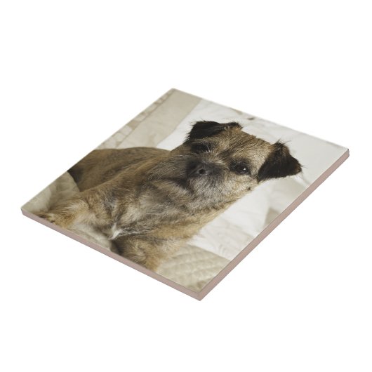 Border Terrier Tegeltje (Zijkant)