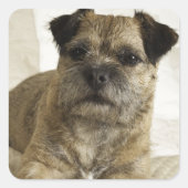 Border Terrier Vierkante Sticker (Voorkant)
