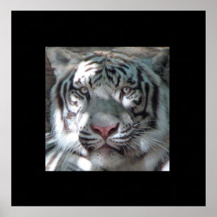 Border White Tiger Portret Poster