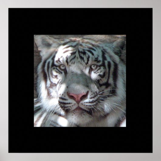 Border White Tiger Portret Poster (Voorkant)