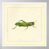 Bordered Print of Green Grasshopper (Voorkant)