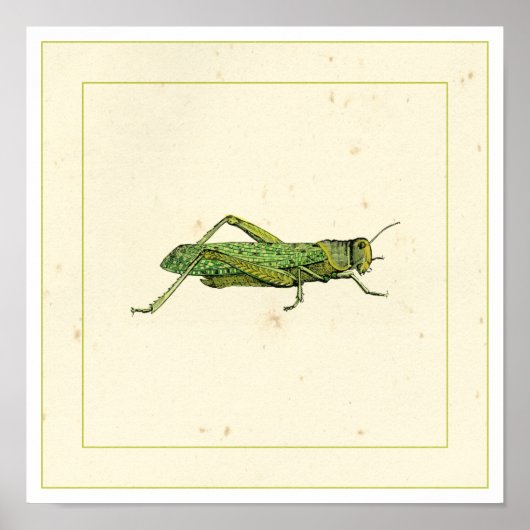 Bordered Print of Green Grasshopper (Voorkant)