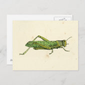 Bordered Print of Green Grasshopper Briefkaart (Voorkant / Achterkant)
