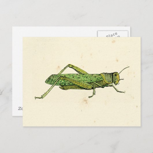 Bordered Print of Green Grasshopper Briefkaart (Voorkant / Achterkant)