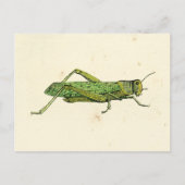 Bordered Print of Green Grasshopper Briefkaart (Voorkant)