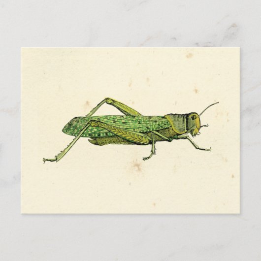 Bordered Print of Green Grasshopper Briefkaart (Voorkant)