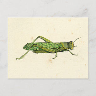Bordered Print of Green Grasshopper Briefkaart