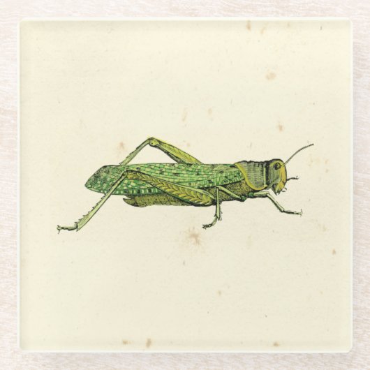 Bordered Print of Green Grasshopper Glazen Onderzetter (Voorkant)