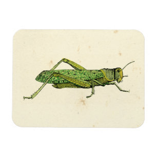 Bordered Print of Green Grasshopper Magneet