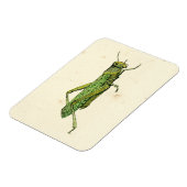 Bordered Print of Green Grasshopper Magneet (Linkerzijde)