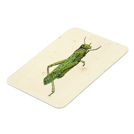 Bordered Print of Green Grasshopper Magneet (Linkerzijde)
