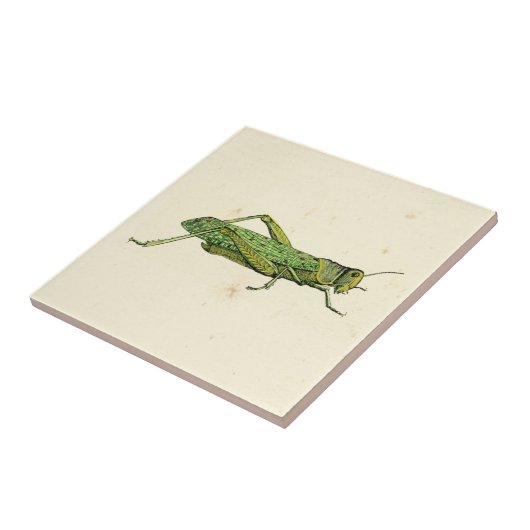 Bordered Print of Green Grasshopper Tegeltje (Zijkant)