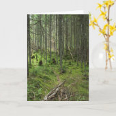 "Boreal Life Trail" Adirondack Forest Scene Kaart (Gele Bloem)