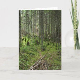 "Boreal Life Trail" Adirondack Forest Scene Kaart
