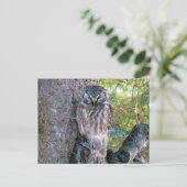 Boreal Owl Closeup Foto Briefkaart (Staand voorkant)