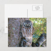 Boreal Owl Closeup Foto Briefkaart (Voorkant / Achterkant)