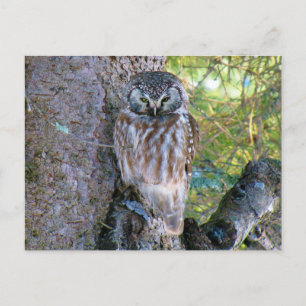Boreal Owl Closeup Foto Briefkaart