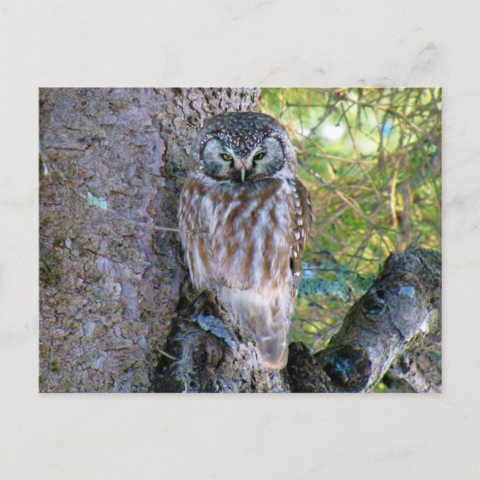 Boreal Owl Closeup Foto Briefkaart (Voorkant)
