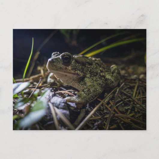 boreale pad briefkaart (Voorkant)