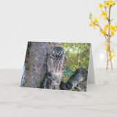 Boreale uil close-up foto kaart (Gele Bloem)